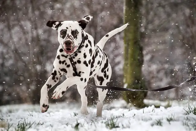 Dalmatian