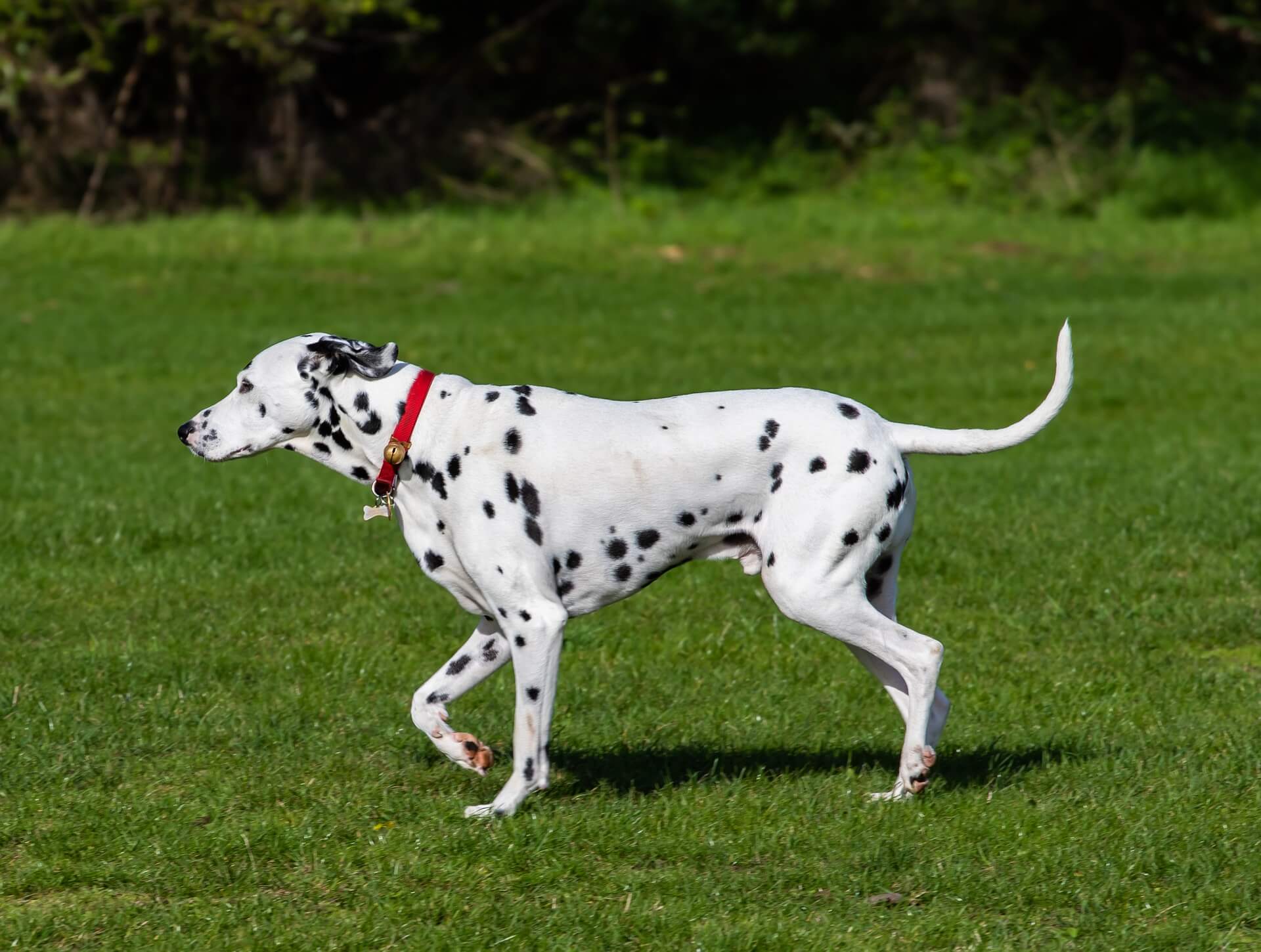 Perro dálmata adulto