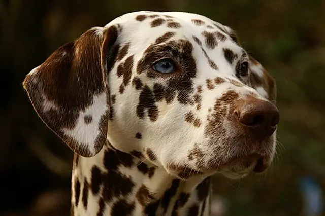 dálmatas ojos azules