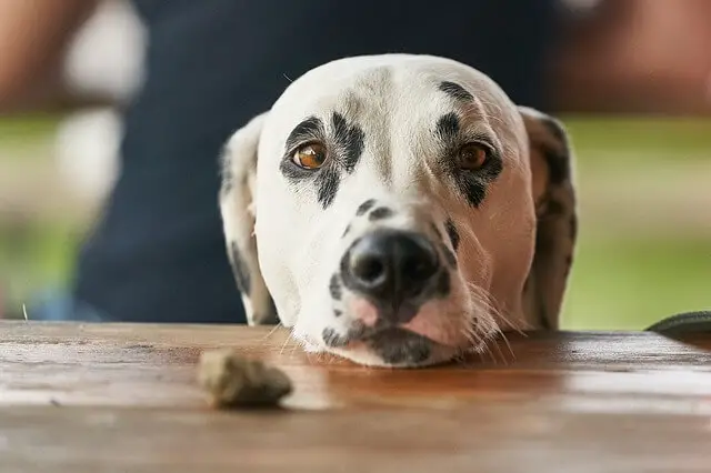 dalmatian dog looking at treat