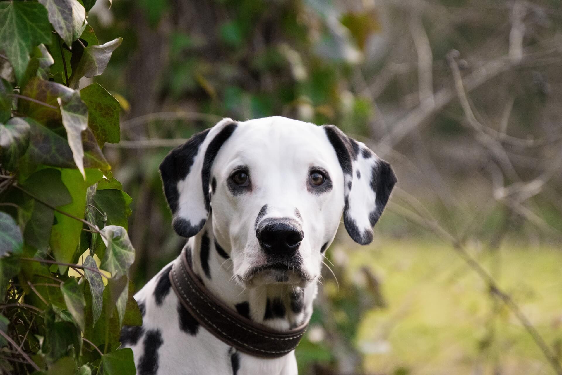 perro dálmata mirando