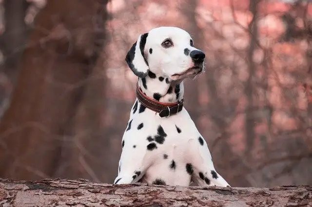 dalmatian dog on tree
