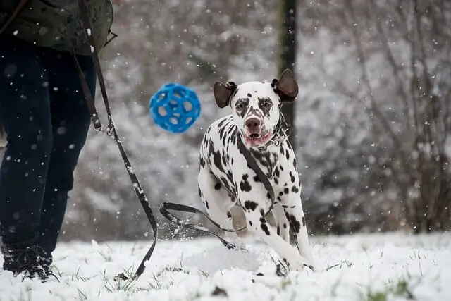 dalmatian fetching ball