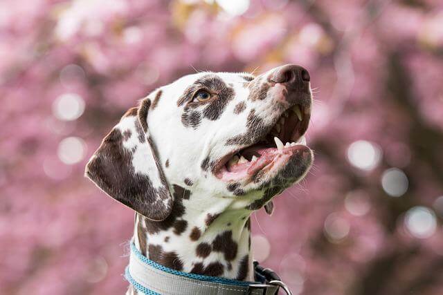 dalmatian fire dog