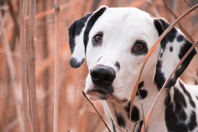 dalmatian fire dog