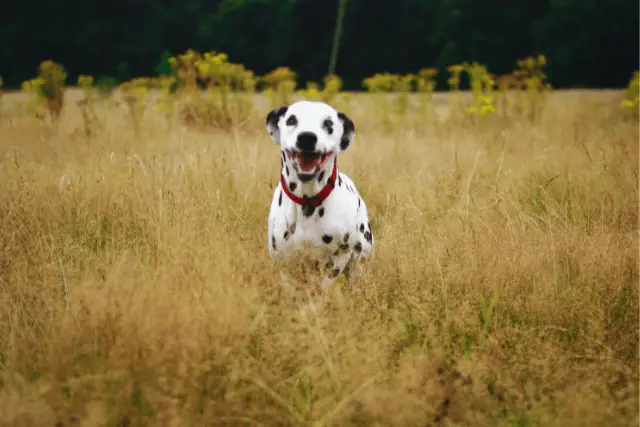 Dalmatian in field