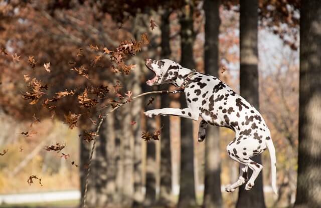 dalmatian jumping