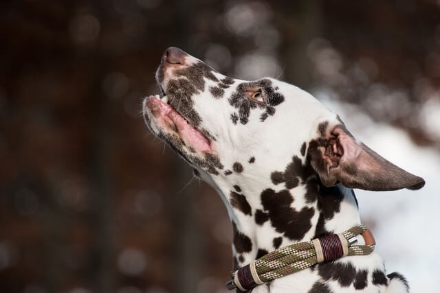 dalmatian on leash