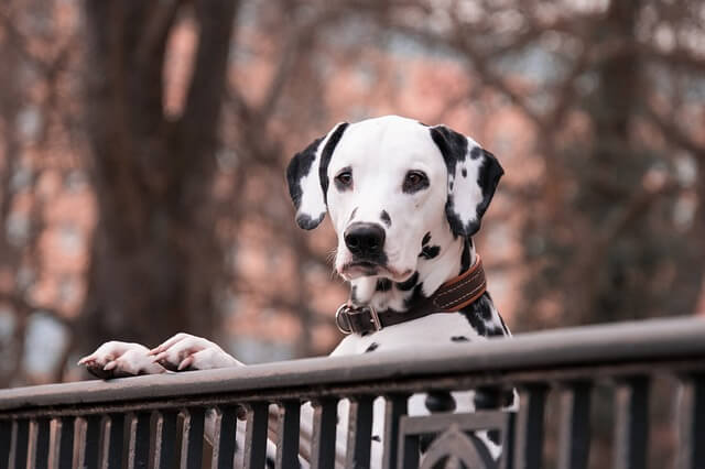 dalmatian on rail