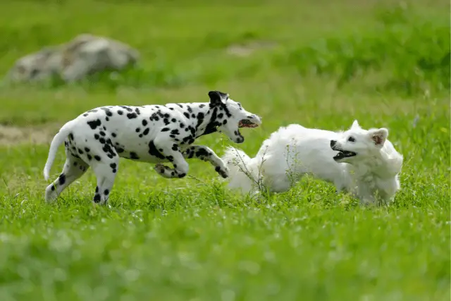 Dalmatian playing