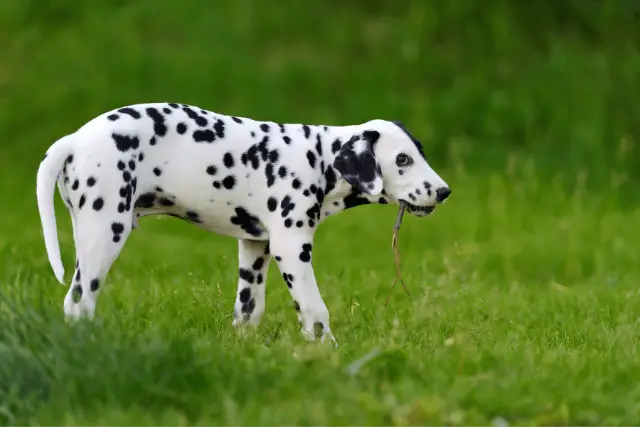 Dalmatian puppy