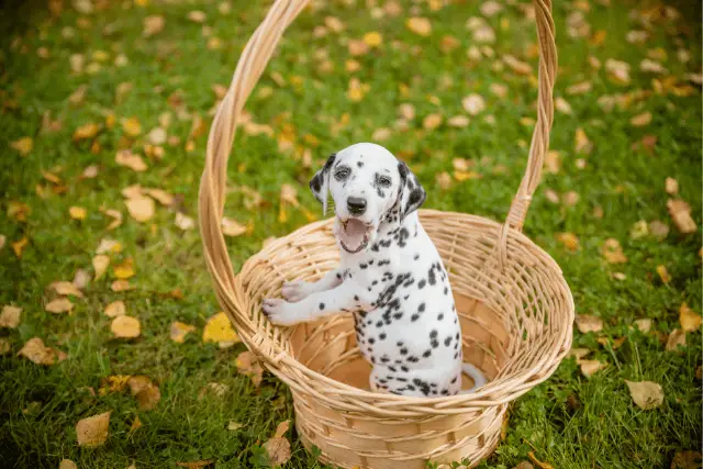 Dalmatian puppy