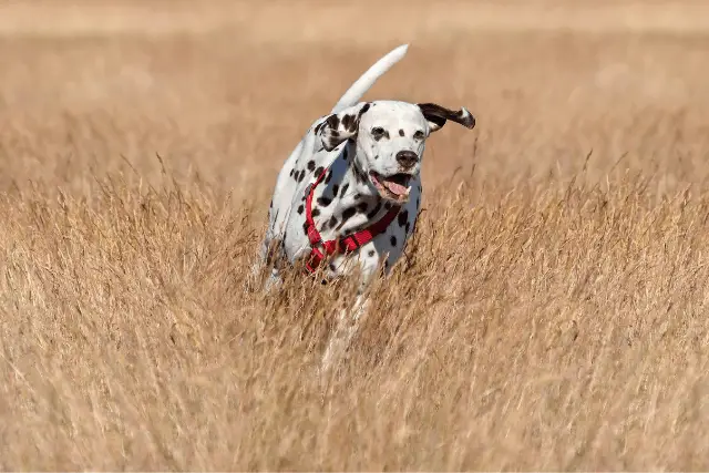 Dalmatian running