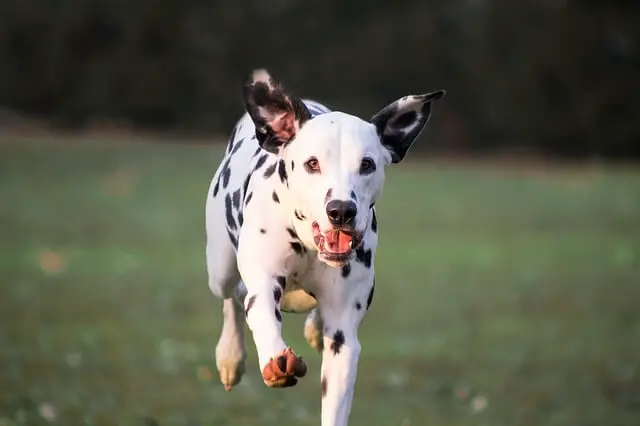dalmatian running back