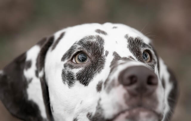 dalmatian