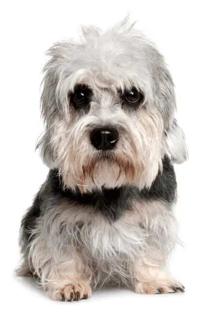 Dandie Dinmont Terrier