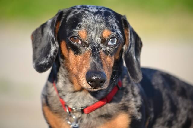 chien tacheté aux yeux différents