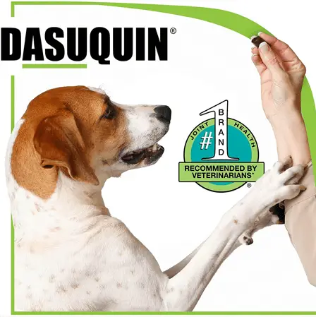 dasuquin and dog