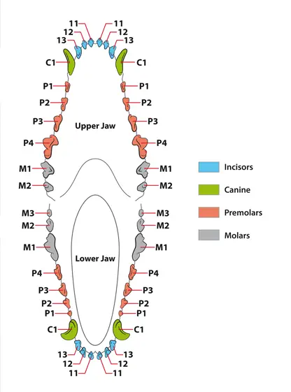 dental chart of dogs teeth