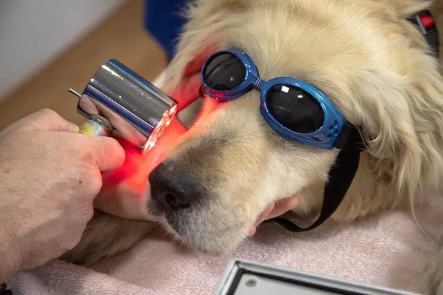 láser dental para perros