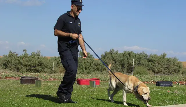 detection dog trianing