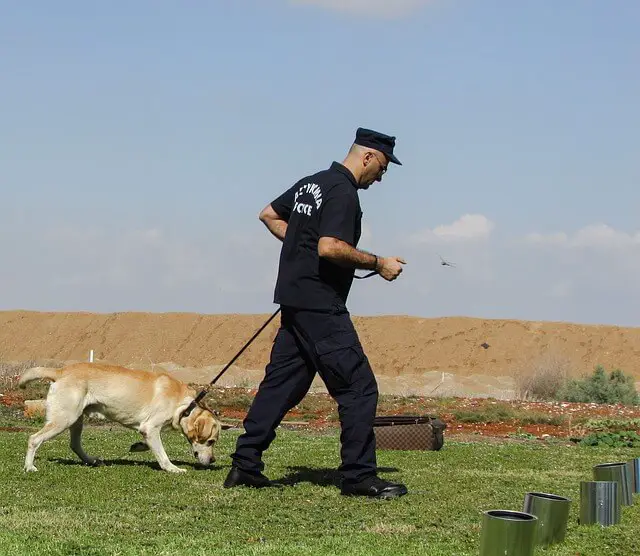 detection labrador retriever