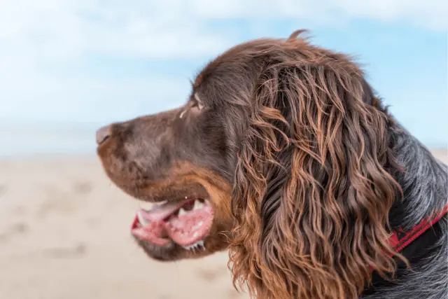 Deutscher Wachtelhund