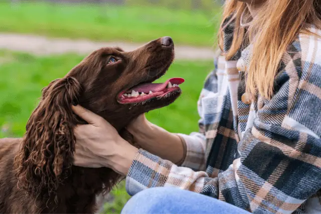 Deutscher Wachtelhund