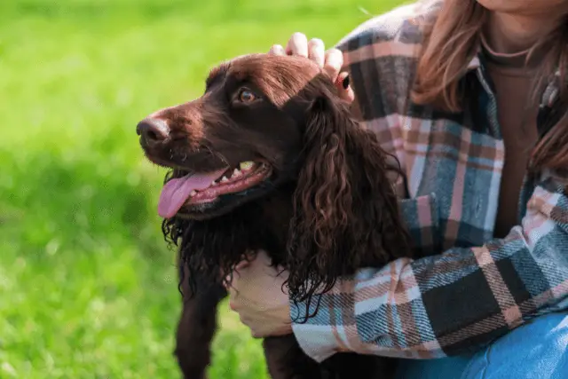 Deutscher Wachtelhund