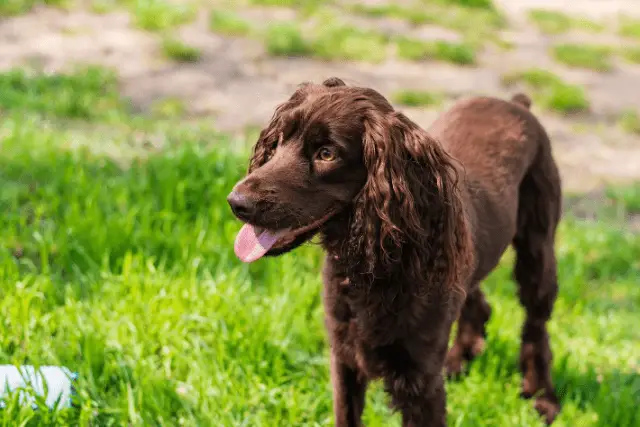 Deutscher Wachtelhund