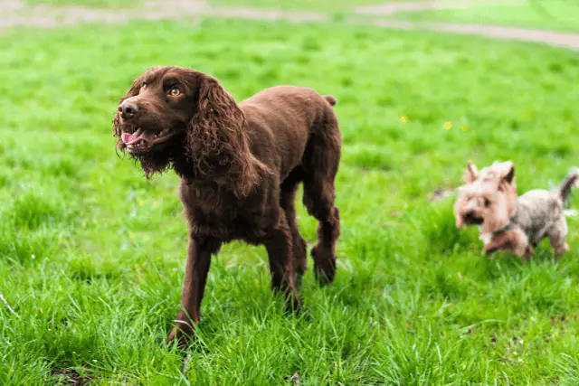 Deutscher Wachtelhund