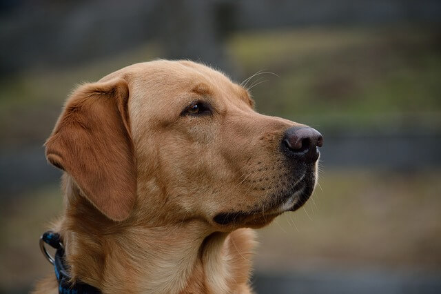 dissappointed labrador