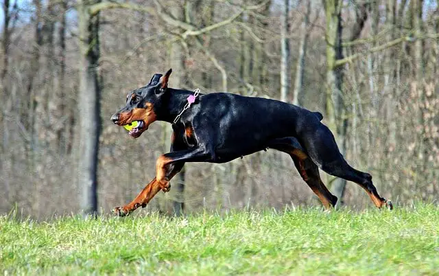 Doberman