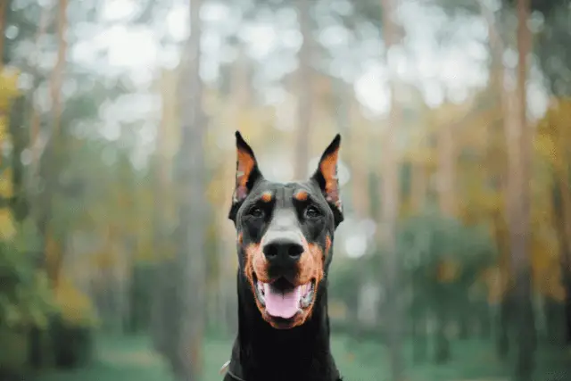 Doberman