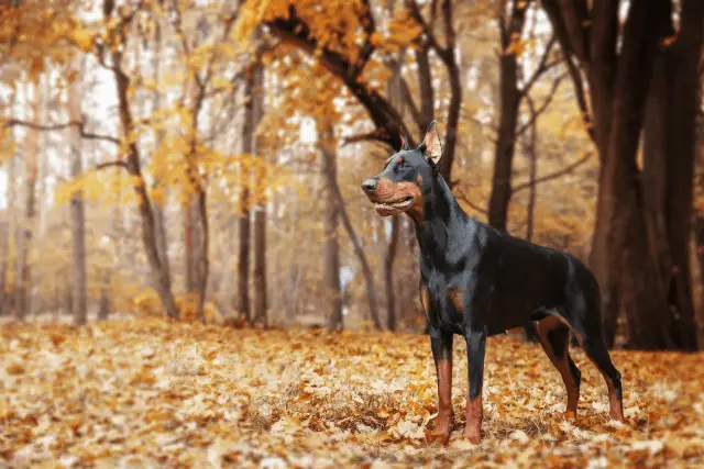 Doberman