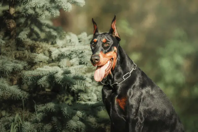 Doberman