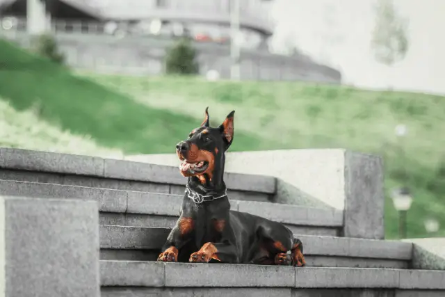 Doberman