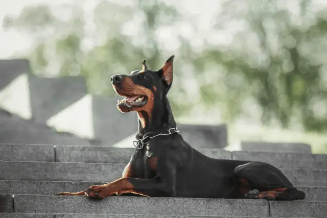 Doberman