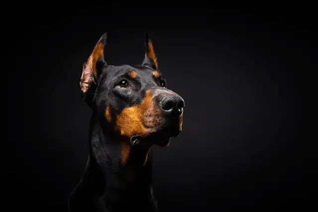 Doberman