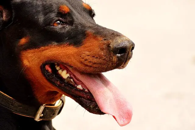 doberman