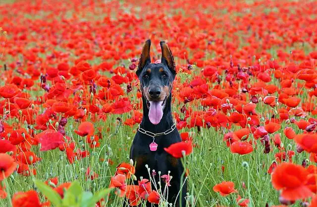 black doberman