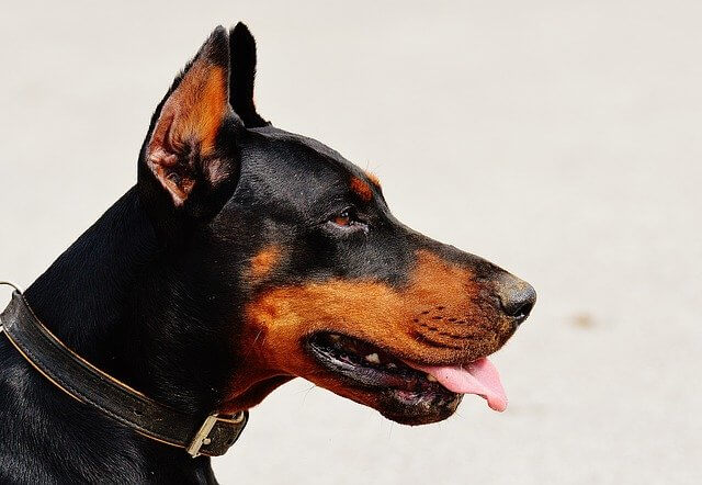 doberman cropped ears