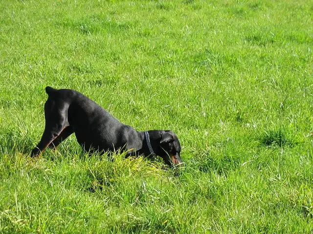 doberman digging