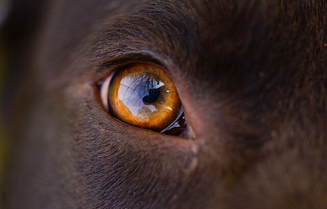 doberman eye