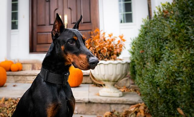 doberman