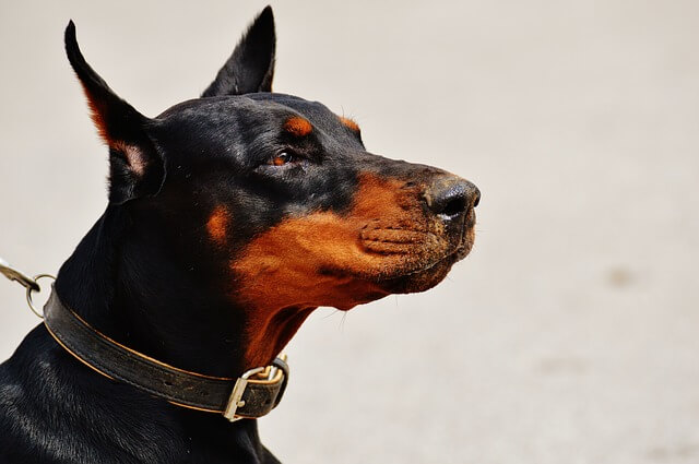 doberman face