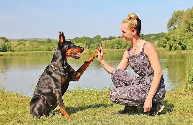 Doberman choca los cinco