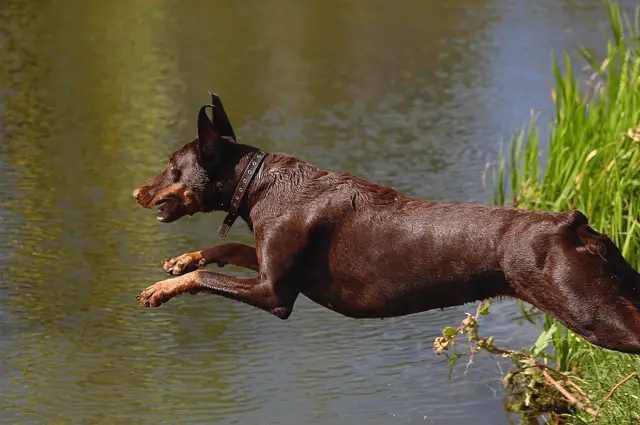 doberman jumping in water