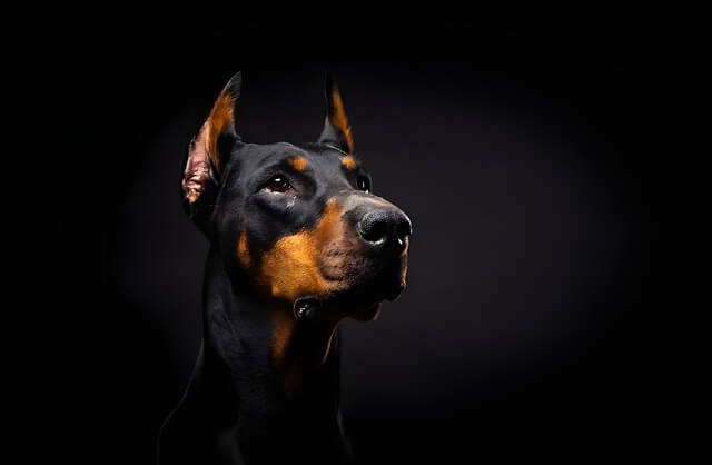 doberman on black