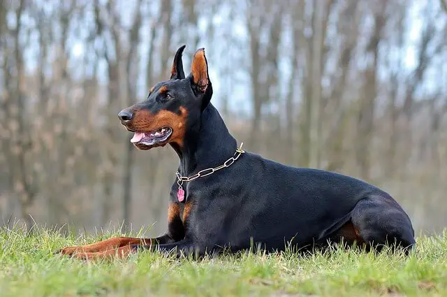 doberman on guard